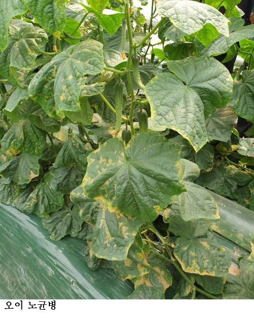 “봄철 스마트팜 병해충 비상…통합 방제해야”