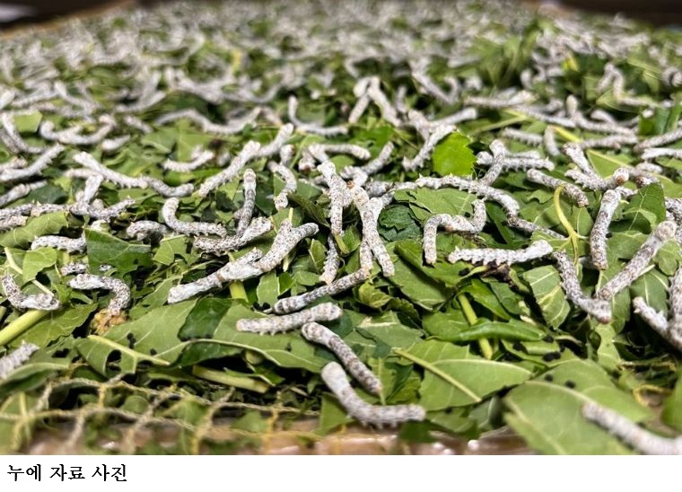 [한국농어민뉴스] “2026-2027년 농가보급 누에알 신청하세요”