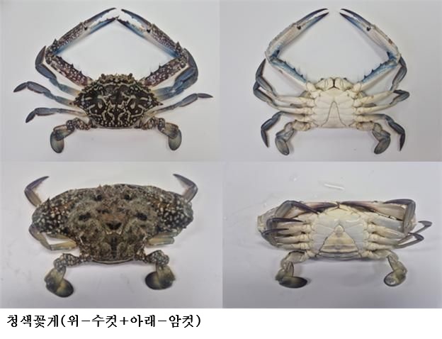 제주 해역서 아열대 청색꽃게 대량 출현…수과원 “신규 수산자원 가능성 조사”