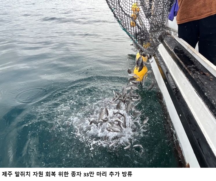 제주 말쥐치 33만 마리 추가 방류…유전자 분석서 방류 개체 29% 확인