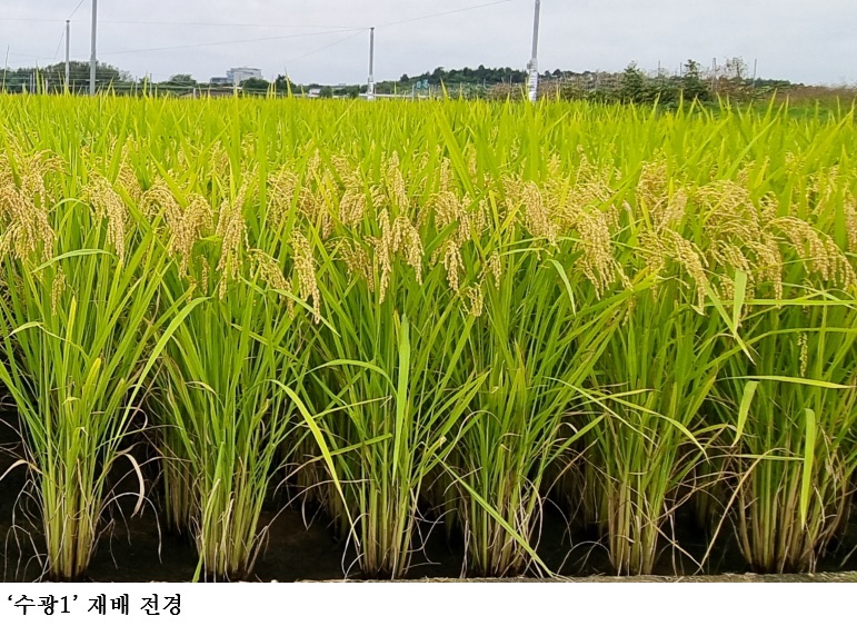 [한국농어민뉴스] 농촌진흥청, 최고품질 벼 품종 ‘수광1’ 추가 등재