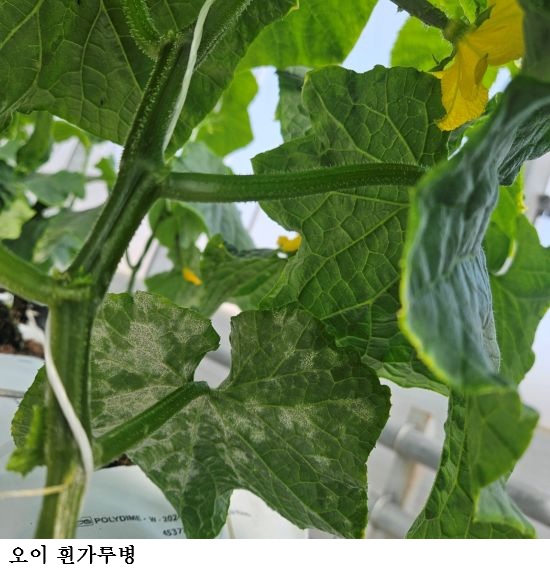 “봄철 스마트팜 병해충 비상…통합 방제해야”