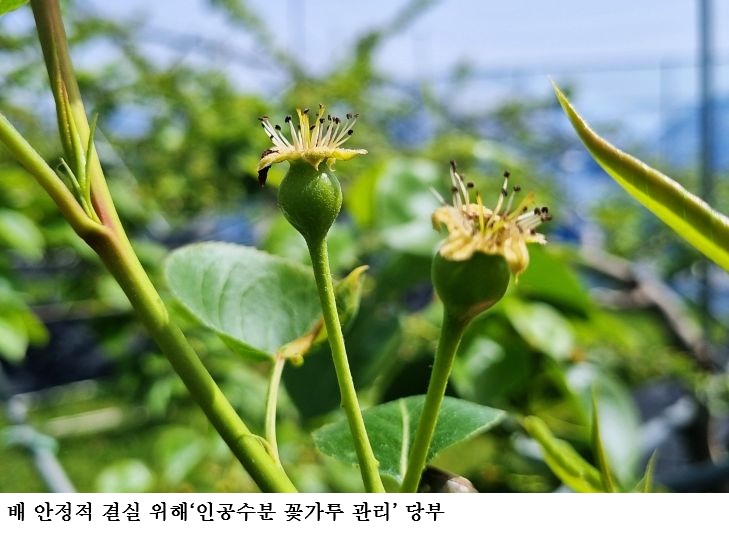 “배 농사 좌우하는 개화기”…인공수분·꽃가루 관리 ‘필수’