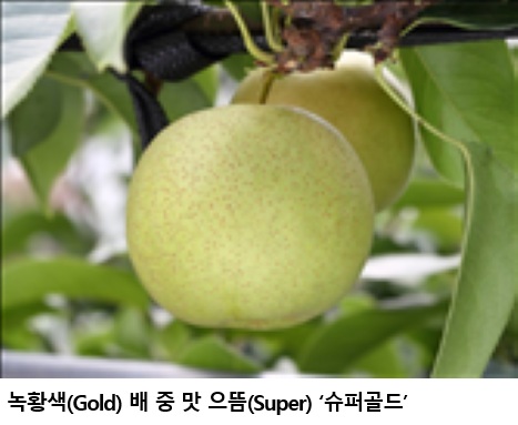 68c87a21dea7ee127a2d20d73a43b97d.jpg โ๋
น์๋ฐฐโ ์ค์ยท์ํผ๊ณจ๋ยท๊ทธ๋ฆฐ์์ค ๋ณด๊ธ ํ๋..๋ช
์ ๊ณผ์ผ์ ์ผ์ ๊ณผ์ผ๋ก