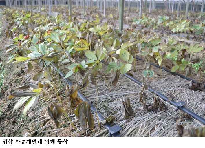 인삼 돌발해충 ‘파총채벌레’ 비상…고온기 사전방제 서둘러야