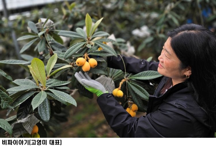 전남농기원, 완도 ‘조생종 비파’ 4월 조기 출하…지역특화작목 육성 본격화