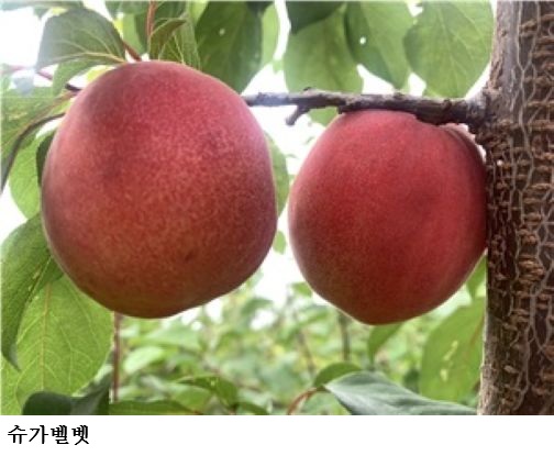 경북농업기술원, 플럼코트 신품종 5종 품종보호권 등록… 국산 기능성 과일 시장 확대 본격화