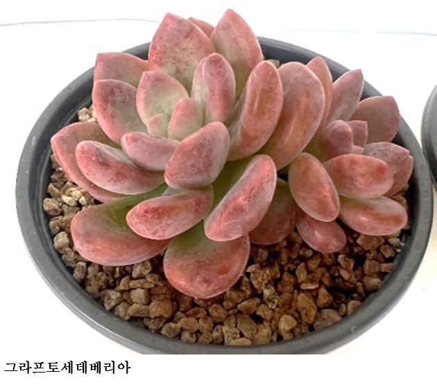 [한국농어민뉴스] 식물 신품종보호 출원 1만 4천 건 넘었다