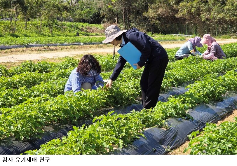 전남농업기술원 감자 유기재배 기술 개발 착수…전남 감자 유기인증 확대 본격화