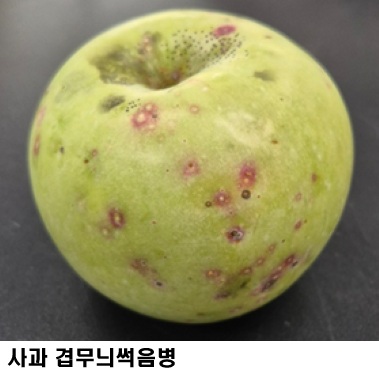 7ffe38d74108664ebcab676036b683ab.jpg ๊ฒฝ๊ธฐ๋๋์
๊ธฐ์ ์, ์ฌ๊ณผ ๋ณํด์ถฉ 92.7% ๊ฐ์ โ๋ถ๋ถ๋น๊ฐ๋ฆผ+๋ฐฉ์ถฉ๋ง ์ฌ๋ฐฐ๊ธฐ์ โ ํจ๊ณผ ์
์ฆ