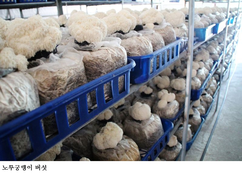 [한국농어민뉴스] 전남도, 2월 친환경농수산물에 여수 ‘유기농 노루궁뎅이버섯’