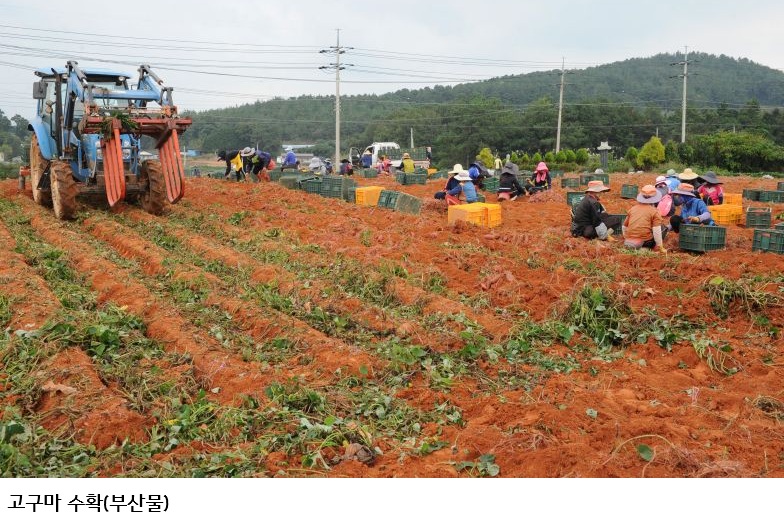 전남광주농기원, 고구마 부산물 업사이클링 추진…바이오차·기능성 소재 개발