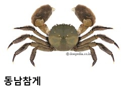 낙동강 하구 동남참게 5만 마리 방류…기수생태계 복원 본격 추진