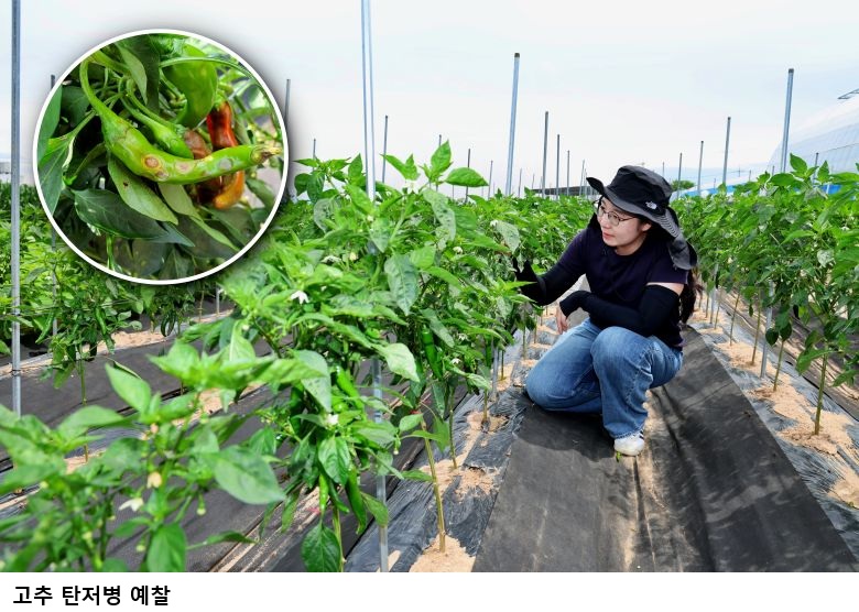 장마철 고추 탄저병 비상…“비 오기 전 예방 방제 서둘러야”