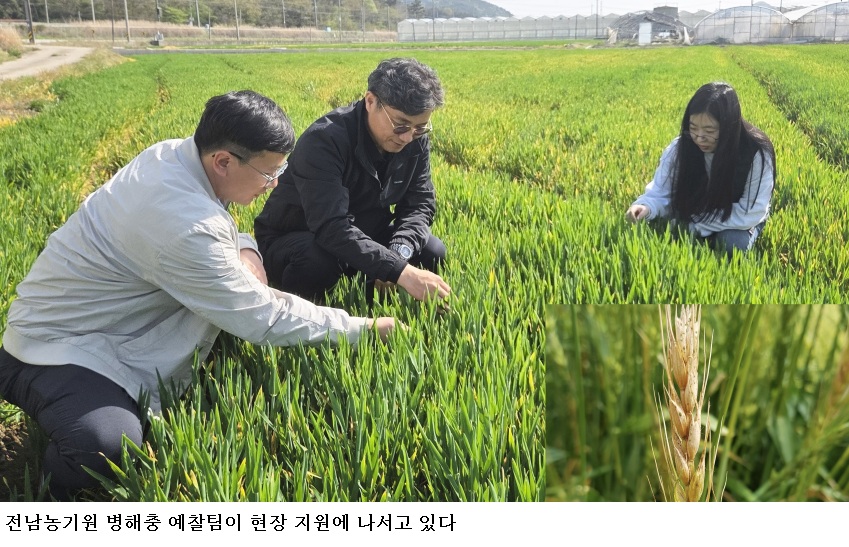 전남 맥류 붉은곰팡이병 비상…개화기 방제 시기·예방법 