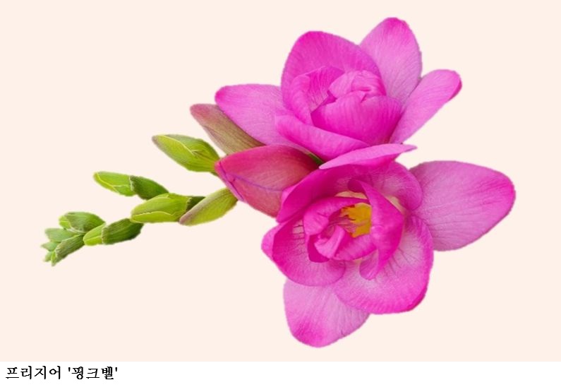 [한국농어민뉴스] 국산 프리지어 한자리에” 시장 경쟁력 검증