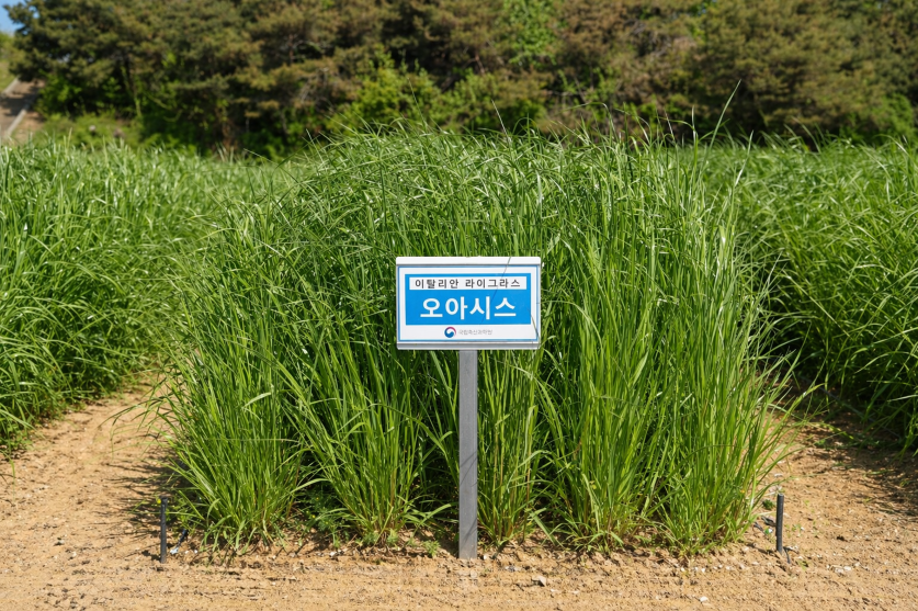 국산 이탈리안 라이그라스 수확량 최대 15%↑…‘오아시스·스파이더·아우라’ 2027년 농가 보급