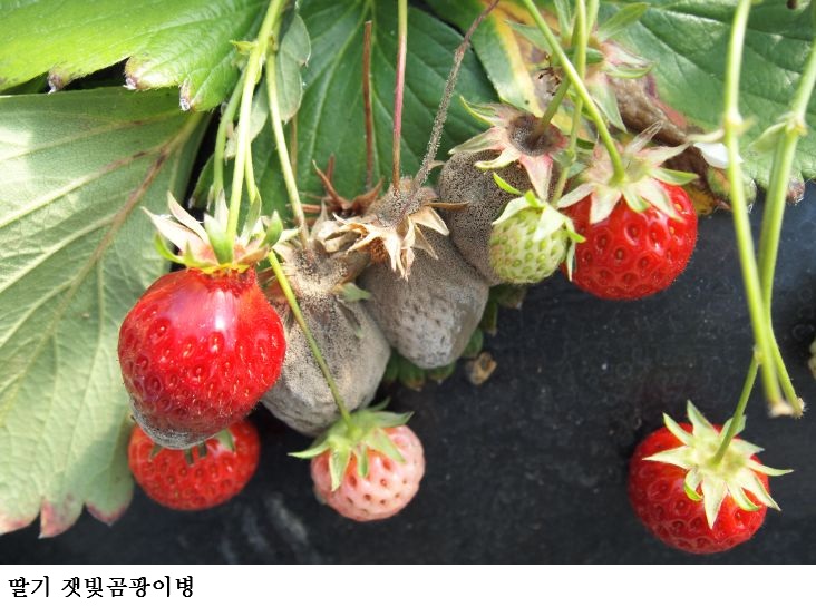 [한국농어민뉴스] 병해충 발생 시기 빨라...2~3월 예년보다 따뜻한 날씨 예측