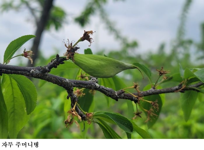 [한국농어민뉴스] 친환경 자두 주머니병 방제는 발아기부터 시작!