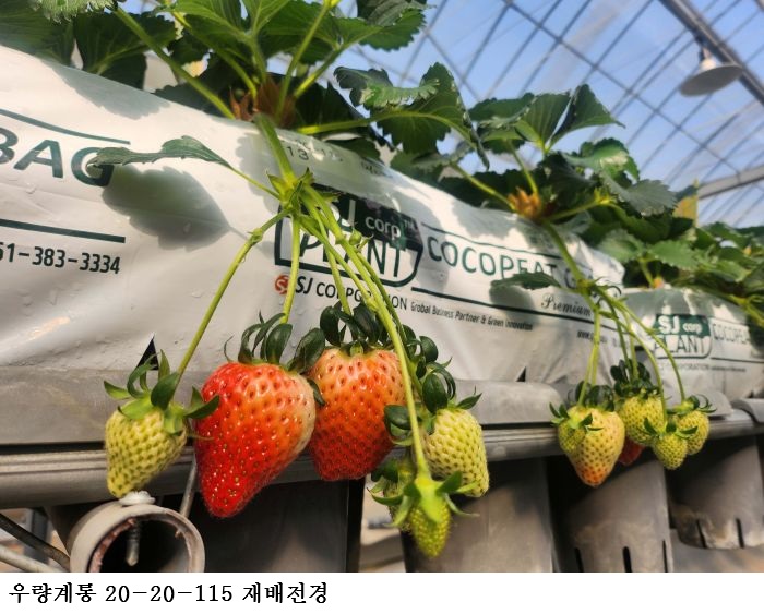 꽃 솎기가 필요 없는 딸기 개발. 수확량도 15% 늘어