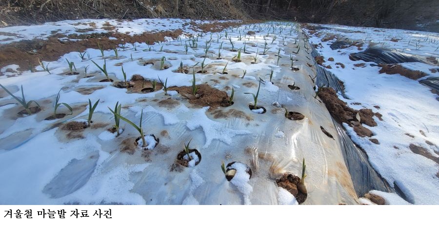 [한국농어민뉴스] “기상이변 속 마늘 재배, 봄철 관리가 수확 좌우”