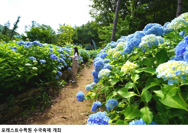 해남 수국축제 2026 개막, 포레스트수목원 국내 최대 수국정원 만개…해남 여름 관광명소 주목