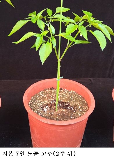 934baf92debc56be4ad78d2218eb1c8a.jpg ๊ณ ์ถ ์์ฃผ์ฌ๊ธฐ ์๊ธฐ ์ ์จ ๋
ธ์ถ ๊ธธ์ด์ง์๋ก ์ํ๋ ๊ฐ์โฆ7์ผ์ด๋ฉด โ๋ถ์ ๊ณ ์ถ 23%โโ