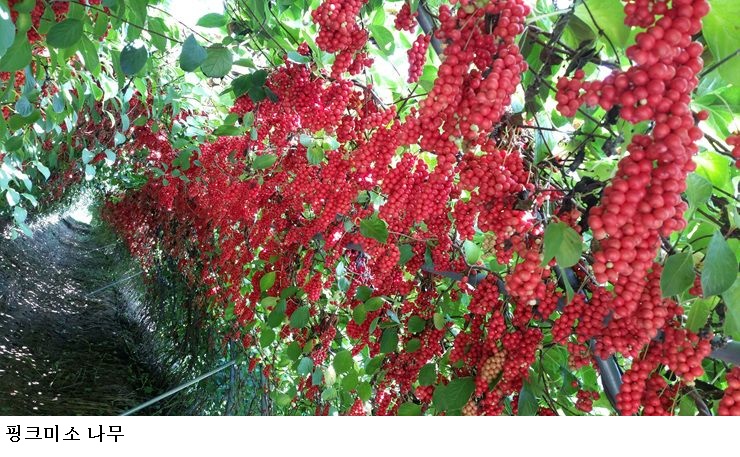 경북 오미자 신품종 ‘핑크미소’ 등록…수량 1.7배·기능성 강화로 농가소득 기대