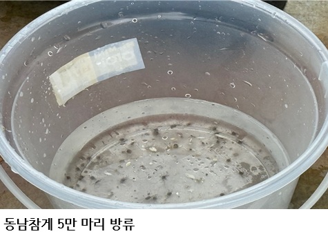 낙동강 하구 동남참게 5만 마리 방류…기수생태계 복원 본격 추진