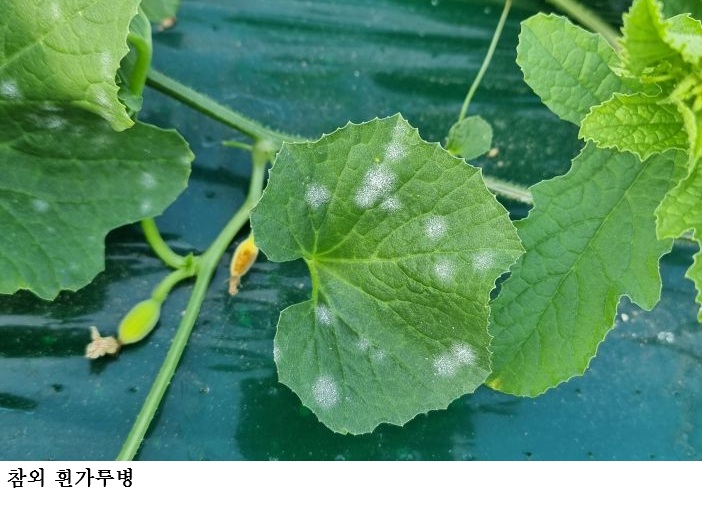 [한국농어민뉴스] 병해충 발생 시기 빨라...2~3월 예년보다 따뜻한 날씨 예측