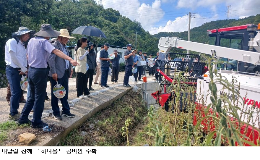 내탈립 참깨 ‘하니올’ 콤바인 수확…노동력 99%·비용 74% 절감