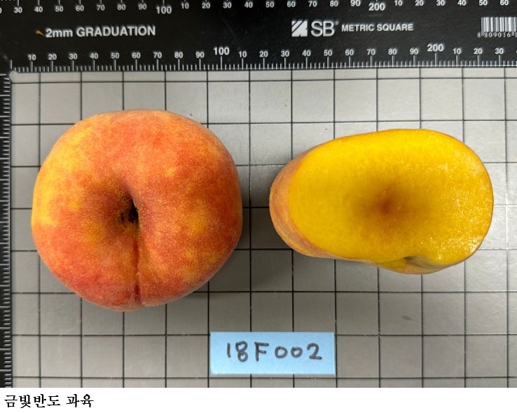 경북농업기술원, 복숭아 2가지 신품종 품종보호출원