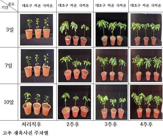 99adf03d50b589935bf77cea32b50112.jpg ๊ณ ์ถ ์์ฃผ์ฌ๊ธฐ ์๊ธฐ ์ ์จ ๋
ธ์ถ ๊ธธ์ด์ง์๋ก ์ํ๋ ๊ฐ์โฆ7์ผ์ด๋ฉด โ๋ถ์ ๊ณ ์ถ 23%โโ