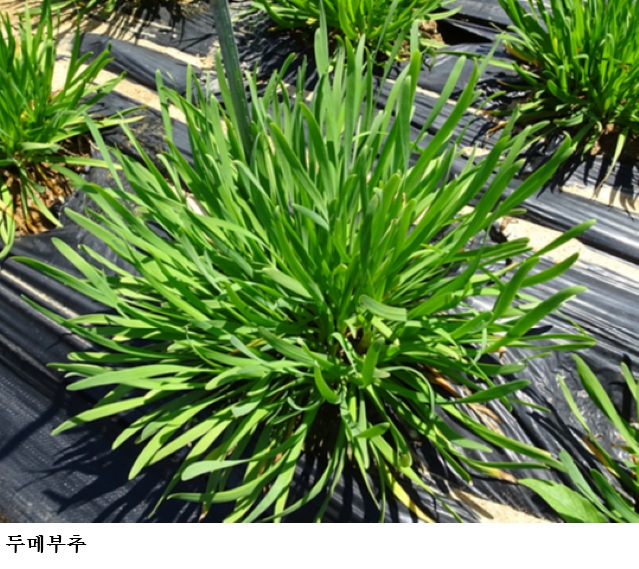 [한국농어민뉴스] 식물 신품종보호 출원 1만 4천 건 넘었다