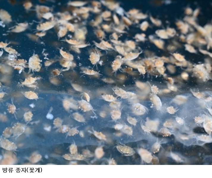 진도 관매도 바다에 꽃게 50만 마리 풀었다…40억 투입 ‘꽃게 황금어장’ 되살린다