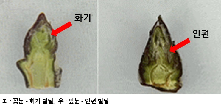 [한국농어민뉴스] 사과 꽃눈분화율 품종별 차이 커, 가지치기 전 확인