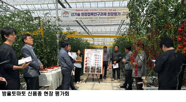 충남 농업기술원, 방울토마토 신품종 ‘나이스허니·나이스맥스’ 현장 평가…다수성·바이러스 저항성 입증