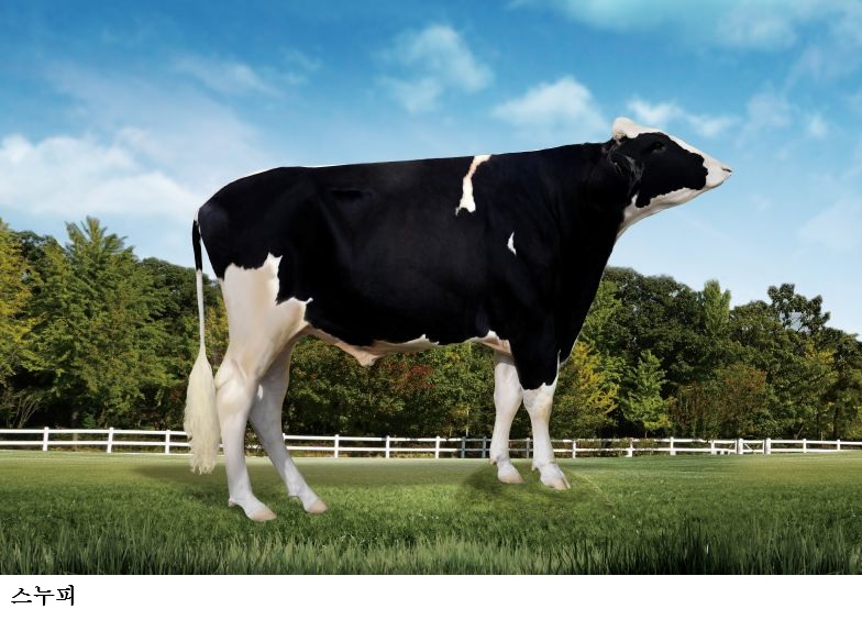 [한국농어민뉴스] 젖소 혈통 정확성 향상…젖소 씨수소 친자감정 유전자 정보 제공