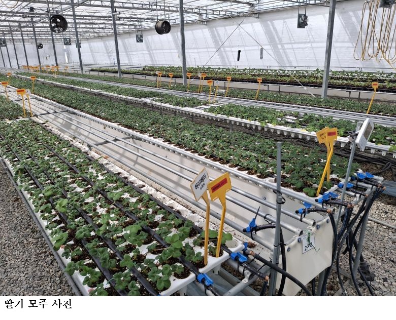 딸기 수확량 모주 관리가 결정