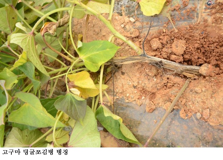 고구마 안정 생산하려면 아주심기 전후 관리가 핵심