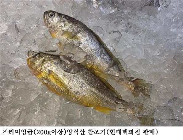 [한국농어민뉴스] 양식 참조기, 국민 식탁에 오르다