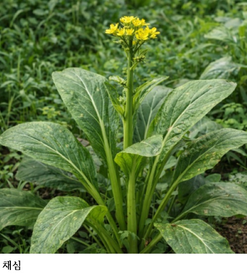 국립종자원, 품종보호 작물별 특성조사기준 국제적 조화 강화