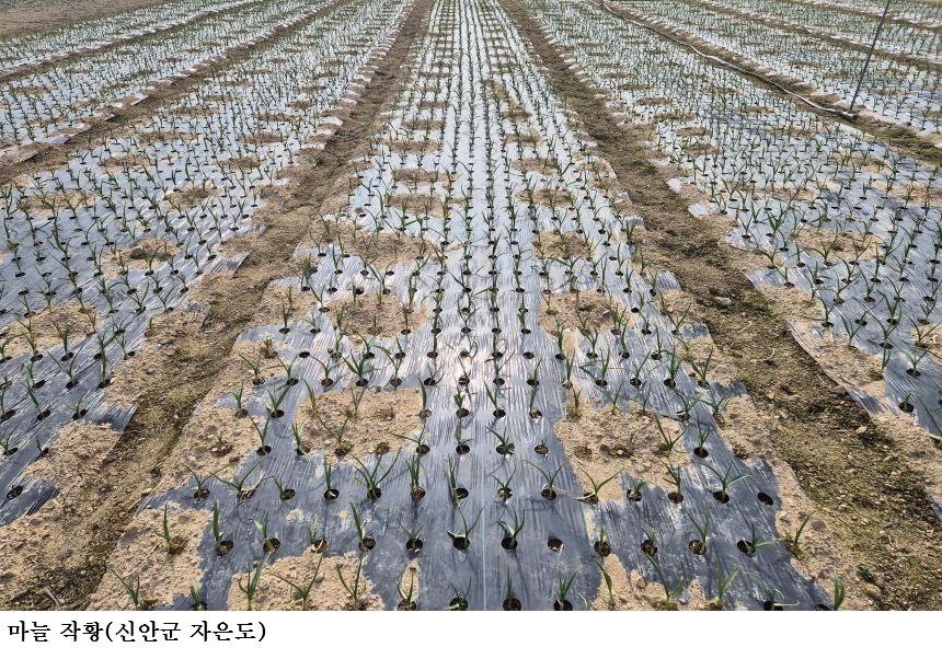 [한국농어민뉴스] 전남농기원, 마늘·양파 생육재생기 맞아 철저한 포장 관리 당부