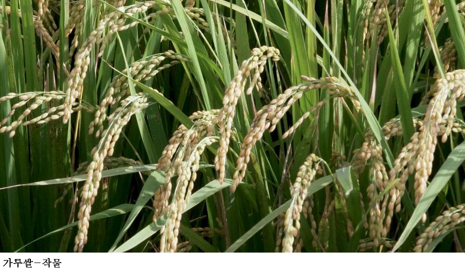 전남도, 가루쌀 전문생산단지 51개소 전국 최다 선정