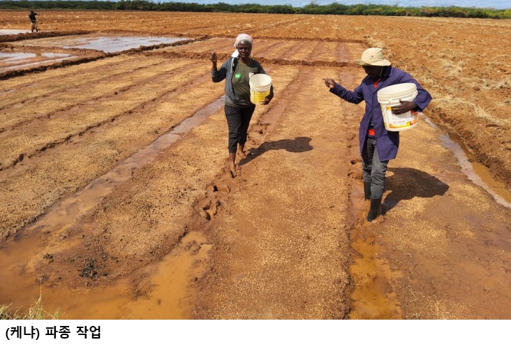 아프리카 K-라이스벨트 성과 본격화…벼 종자 누적 생산 1만톤 돌파