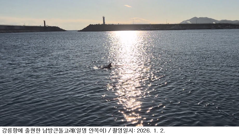 [한국농어민뉴스] 남방큰돌고래 동해안에서 첫 확인