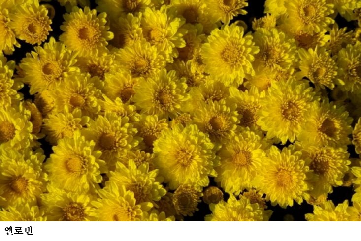 신품종 화단국 ‘옐로빈’ 보급 확대…가을 정원·경관 조성에 주목