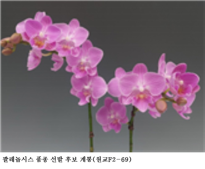 [한국농어민뉴스] 봄빛 난(蘭), ‘팔레놉시스·심비디움’ 유망 품종 공개