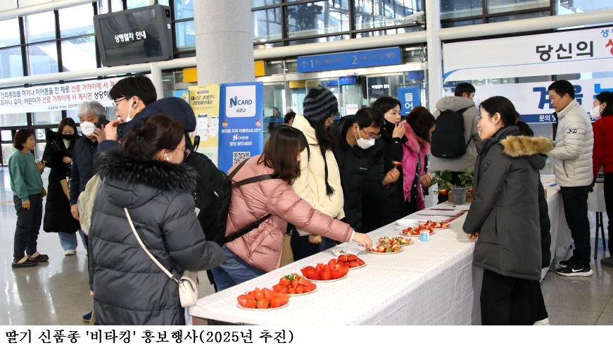 [한국농어민뉴스] 프리미엄 딸기 신품종‘비타킹’ 홍보