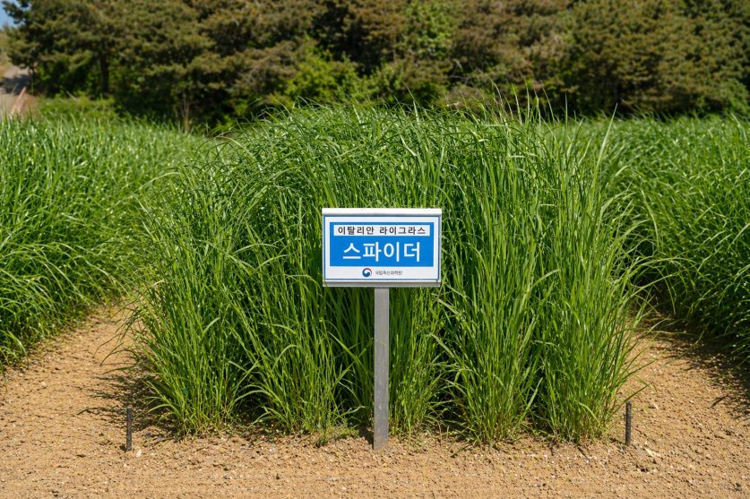 국산 이탈리안 라이그라스 수확량 최대 15%↑…‘오아시스·스파이더·아우라’ 2027년 농가 보급